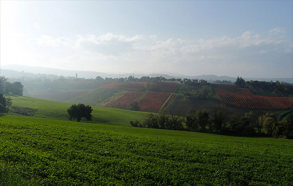 Fattoira Moretto Panorama