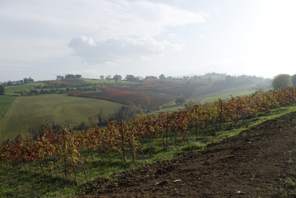 Fattoria Moretto i Vigneti