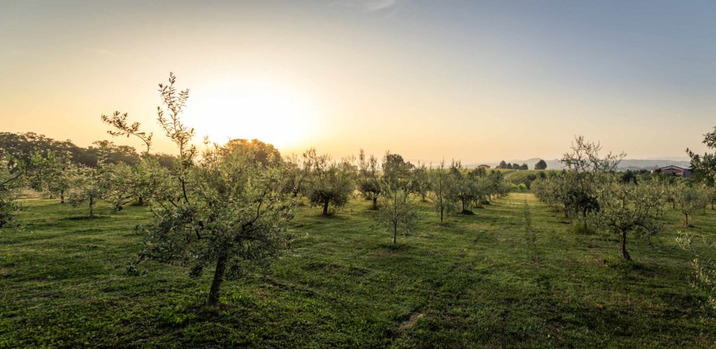 Fattoria Agricola Ricchi
