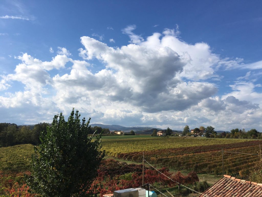 Tenuta Galvana - I vigneti