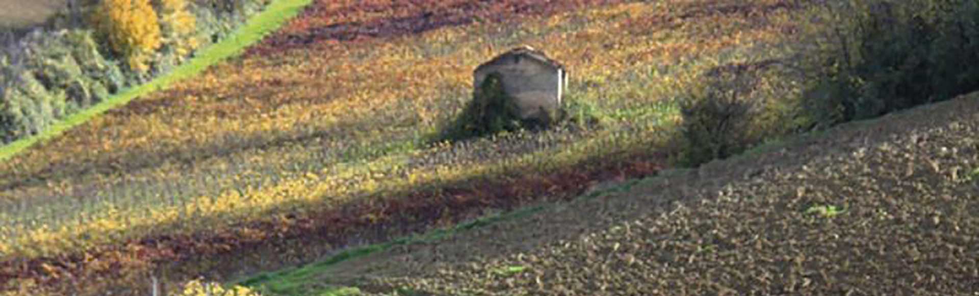 Tenuta Pederzana
