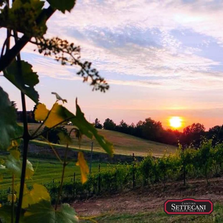 Cantina Settecani Settecani di Castelvetro di Modena Visit Castelvetro