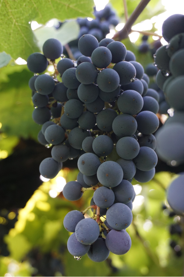 Azienda Agricola Pezzuoli