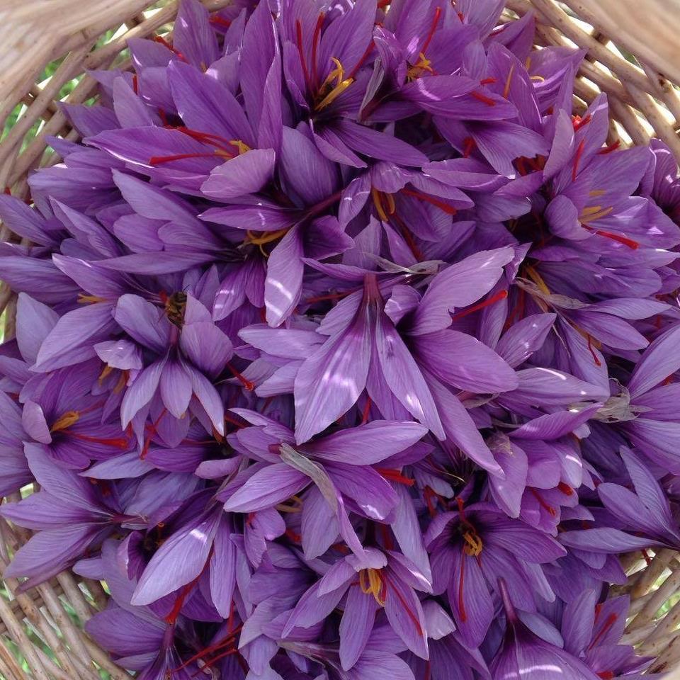 UmileTerra - I fiori di Zafferano