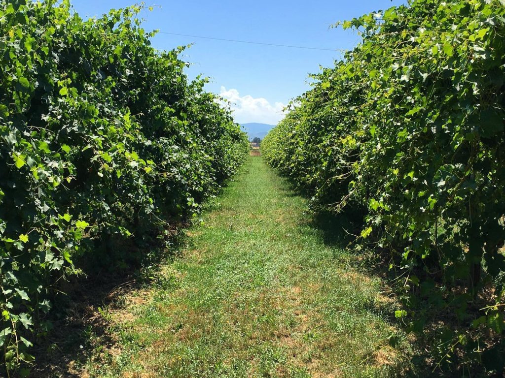 Cantina Formigine Pedemontana