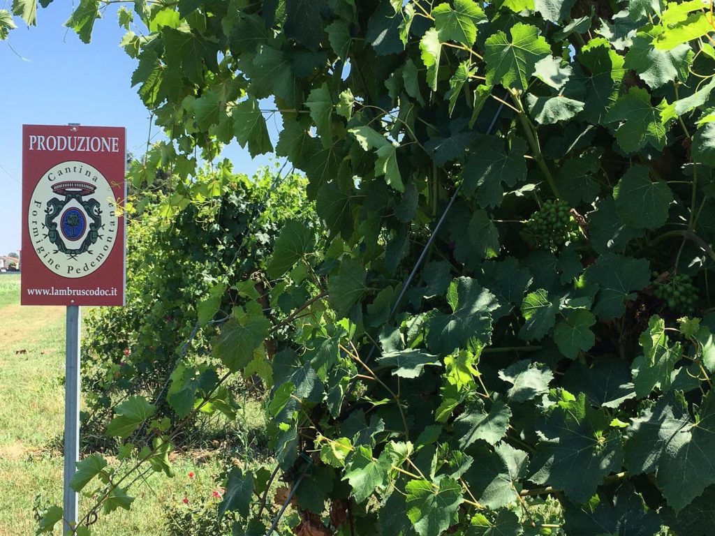 Cantina Formigine Pedemontana