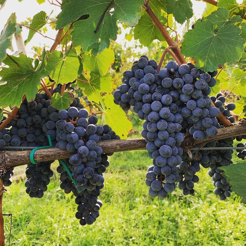 Cantina Formigine Pedemontana