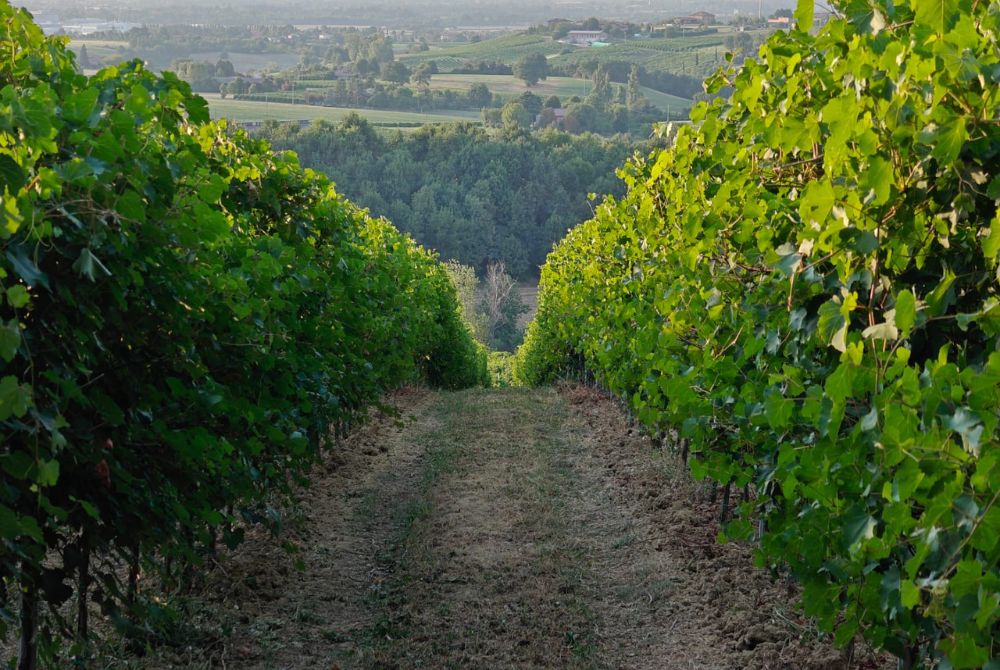 Le notti del vino… in tour!